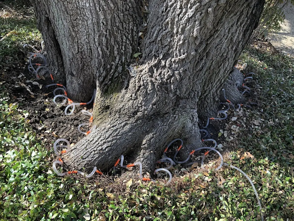 Detailed Tree Cabling and Bracing job site in Saltsburg
