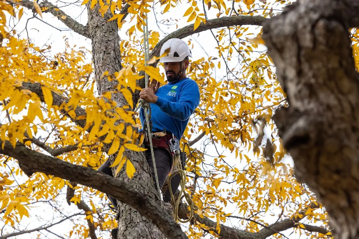Skilled Tree Transplanting crew working in Saltsburg